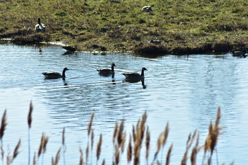 Gans, Schwan und andere Vogelarten aus Kassel
