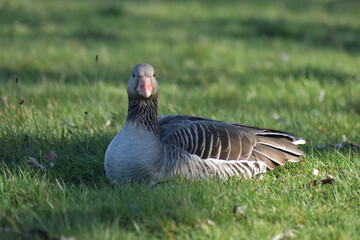 Gans, Schwan und andere Vogelarten aus Kassel