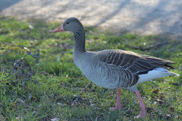 Gans, Schwan und andere Vogelarten aus Kassel