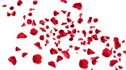 Floating red rose petals isolated animation on white background. Romantic concept for love,...