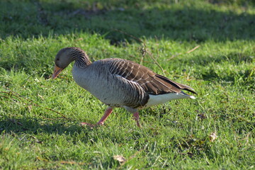 Gans, Schwan und andere Vogelarten aus Kassel