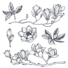 Vector collection of hand drawn magnolia flowers, leaves and branches.