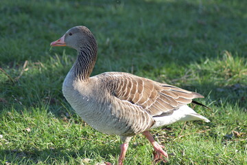 Gans, Schwan und andere Vogelarten aus Kassel
