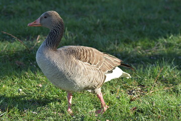 Gans, Schwan und andere Vogelarten aus Kassel