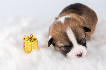 Small Pembroke Welsh Corgi puppy dog with gift