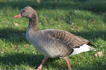 Gans, Schwan und andere Vogelarten aus Kassel