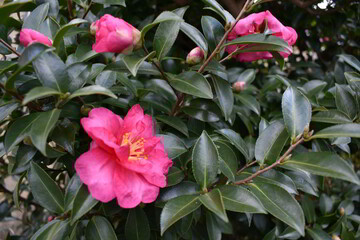 京都　滋賀の良いところ