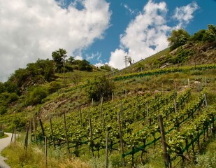 Naklejka premium Weinberg im Vinschgau