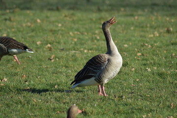 Gans, Schwan und andere Vogelarten aus Kassel