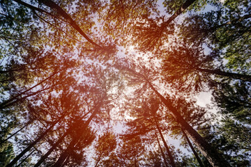 Sunlight shines through trees
