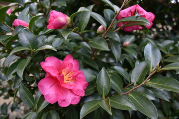 滋賀県の良いところ