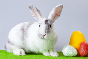 Fluffy easter bunny whith colored Easter eggs. Happy Easter.