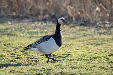 Gans, Schwan und andere Vogelarten aus Kassel