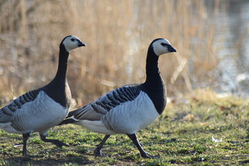 Gans, Schwan und andere Vogelarten aus Kassel