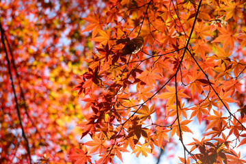 日本の秋の紅葉 もみじ 紅葉 鮮やか 綺麗 オレンジ