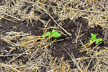 sunflower seedlings