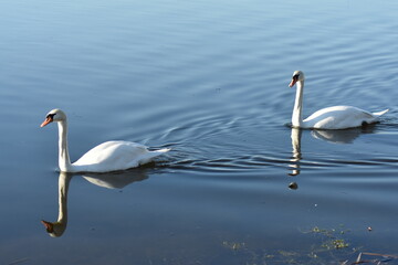 Fototapeta premium Gans, Schwan und andere Vogelarten aus Kassel