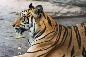 Tiger resting during the day in a zoo enclosure, wild animal in nature.