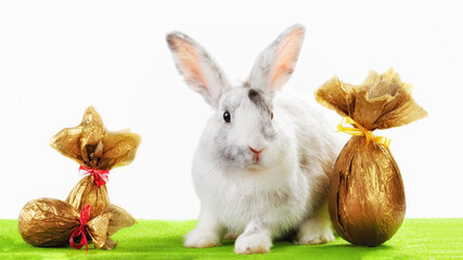 Little white rabbit with decorated Easter eggs.
