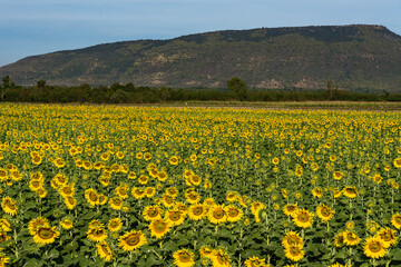 Obraz premium Sunflower field nature scene. Sunflowers. Sunflower field landscape. Sunflower field view