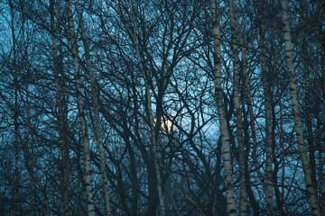 Moon behind a birch grove in the evening in the fog
