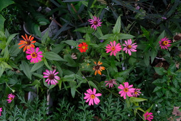 Colorful Zinnia flower in the garden.