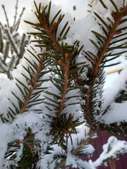 pine branches covered with snow