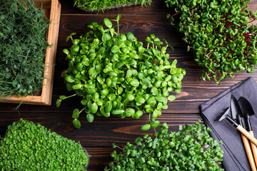 Fresh organic microgreens and gardening tools on wooden table, flat lay
