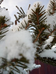 snow covered pine tree