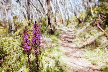 Mount Buller Walking and Biking Trails in Summer