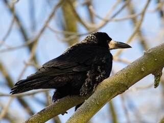 The rook (Corvus frugilegus). Blackbird on a branch coverd with snow. (in Polish: Gawron)