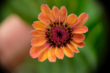 Close-up of orange Zinnia flower in the garden.