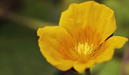close up of yellow flower