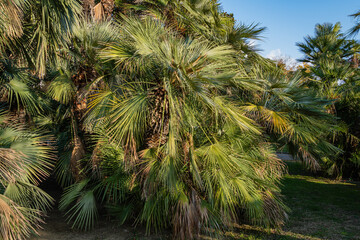 Beautiful multi-stemmed Chamaerops humilis palm, European fan or Mediterranean dwarf palm surrounded by evergreen trees. Selective focus. Landscape park of city of Sochi in rays of sun at sunset.