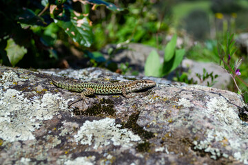 Lézard montagnard corse ou lézard tyrrhénien