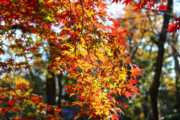 日本の秋の風景 美しいもみじ 綺麗 紅葉 夕暮れ