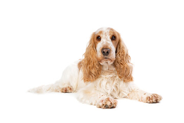 orange roan english cocker spaniel