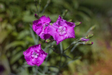 Obraz premium Flowers