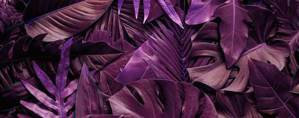 closeup nature view of purple leaf  background