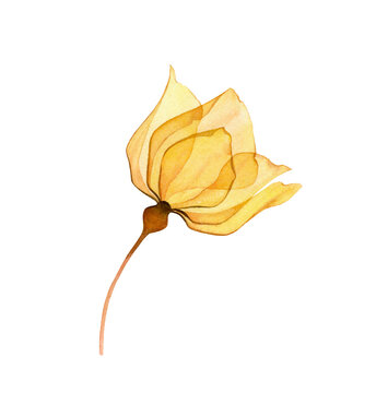 Watercolor yellow rose. Transparent flower isolated on white. Hand painted artwork with vibrant detailed petals. Botanical illustration for cards, wedding design.