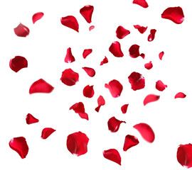 Floating red rose petals isolated animation on white background. Romantic concept for love,...