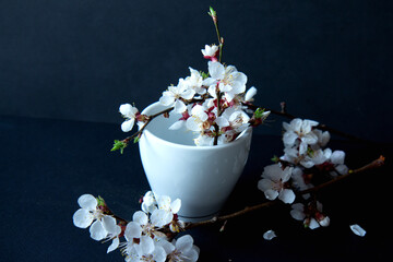 Obraz na płótnie Canvas White coffee cup and flowering branch of apricot on a black background. Dark photography