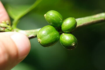 Indonesia Bali - Coffee fruit - Coffee berries - Coffee plant