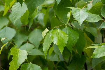 Green leaves background
