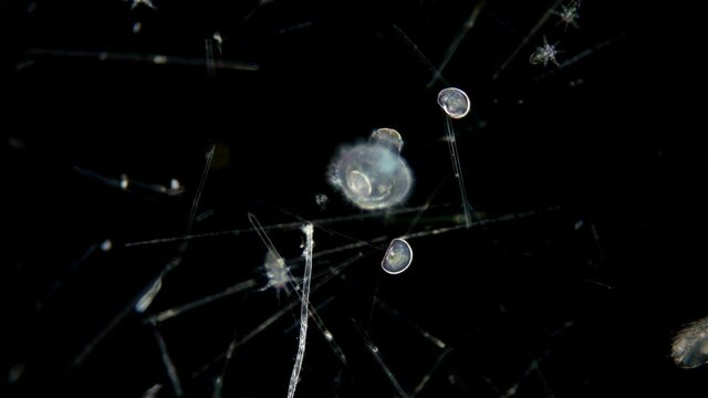 larva of the Bivalvia marine mollusk at the veliger stage under a microscope, are part of free-floating plankton, have lobed cilia due to which they float in the water column. Black Sea