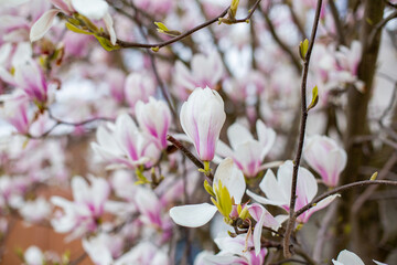 Natural background concept. Pink magnolia branch. Magnolia tree blossom. Blossom magnolia branch on nature background. Magnolia flowers in spring time.