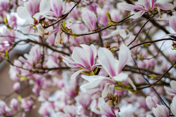 Natural background concept. Pink magnolia branch. Magnolia tree blossom. Blossom magnolia branch on nature background. Magnolia flowers in spring time.