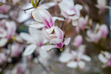 Obraz premium Natural background concept. Pink magnolia branch. Magnolia tree blossom. Blossom magnolia branch on nature background. Magnolia flowers in spring time.
