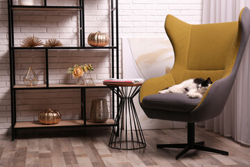 Cute cat in armchair near shelving at home. Interior design