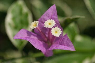 Indonesia Bali Pekutatan - Purple Bougainvillea flower
